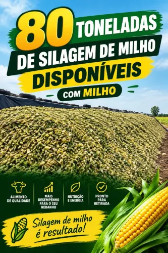 Silagem de milho