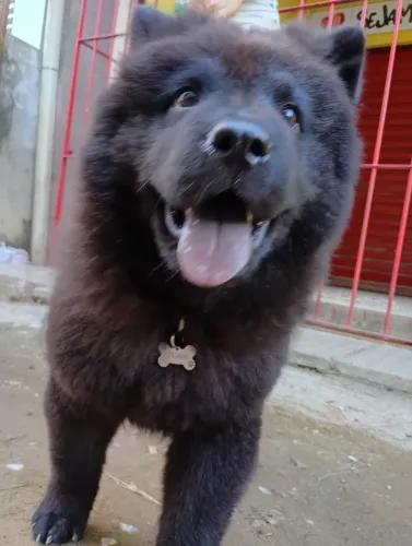 Chow Chow
