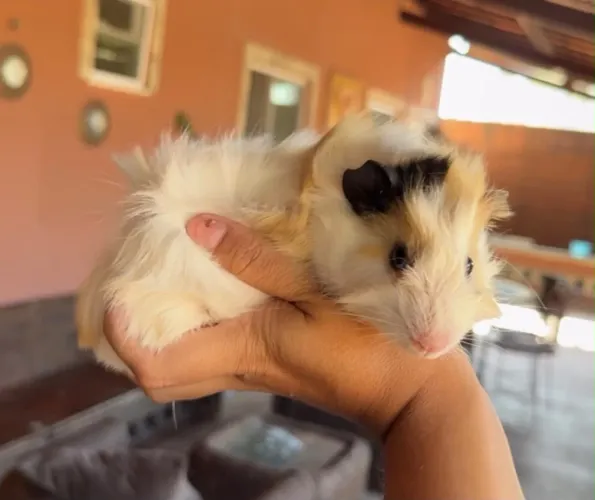Porquinho da índia pelo longo