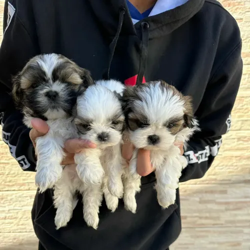 Mini shih tzu puros fêmeas e machos pedigree