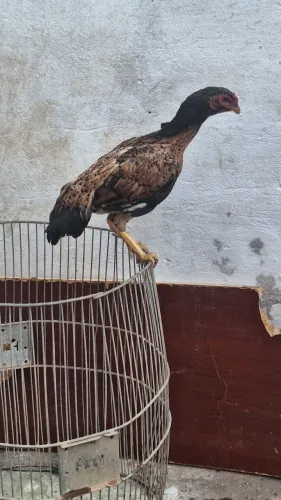 Vendo franga mura