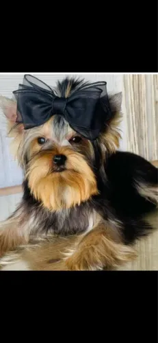 Doação de cachorro