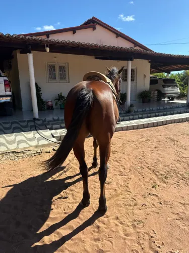 Cavalo