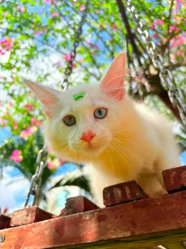 Maine coon Macho