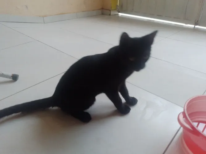 Gatinho para doacao 