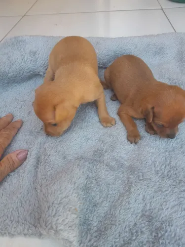 Pinscher