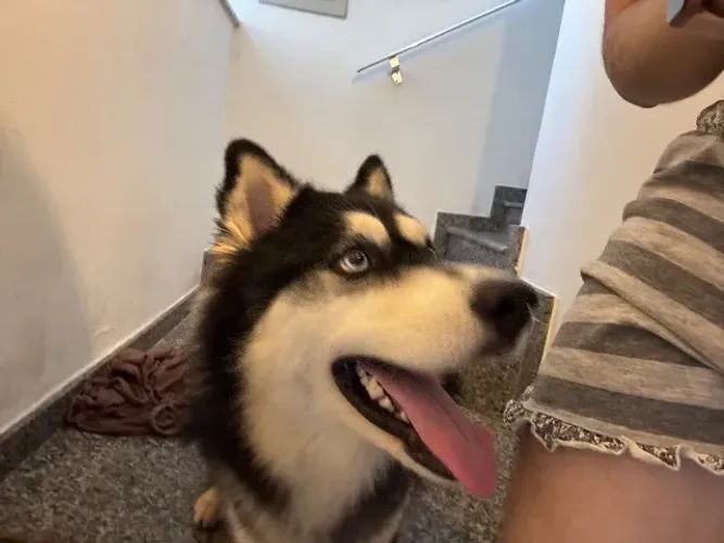 MEU HUSKY PROCURA NAMORADA