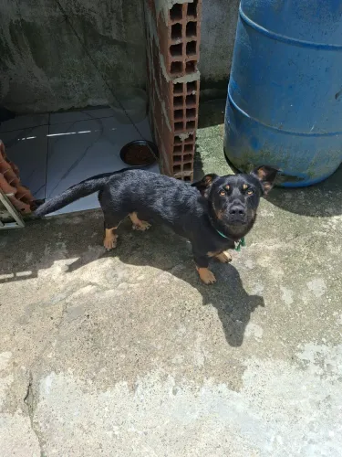 Cachorro macho doação 