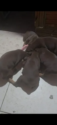 Filhote de doberman europeu  puro.( pai e mãe registrado)