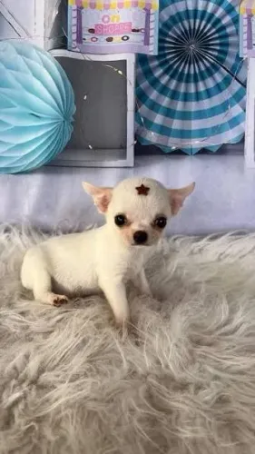 Chihuahua pelo curto filhotes 