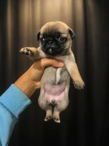 Filhotes de Pug puros