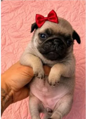 Pug linda demais 