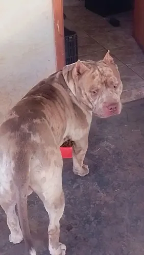 Filhote de Pit Monster fêmea disponível na cor Black Merle