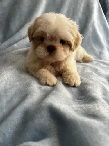 Machinho de Shih tzu