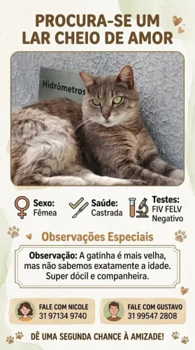 Adoção responsável - Gata Fêmea
