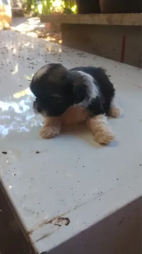 Vendo shih tzu macho 