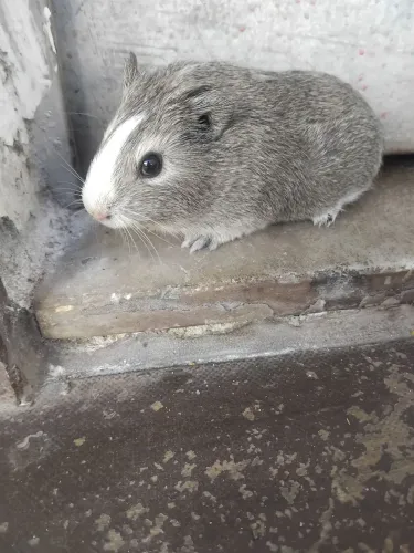 Vendo porquinho da india