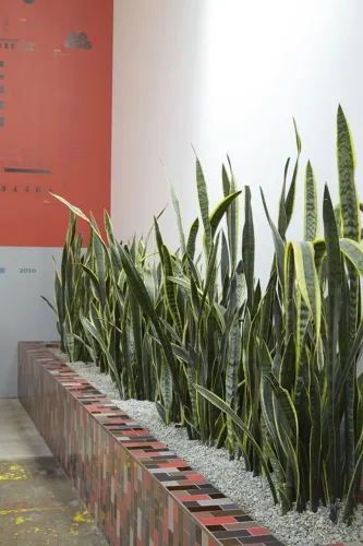 Variedades de Plantas Ornamentais 