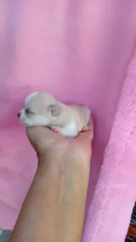Filhote de chihuahua