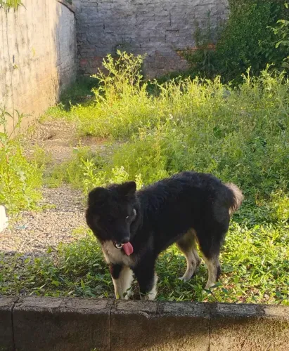  Husky Siberiano Fêmea 