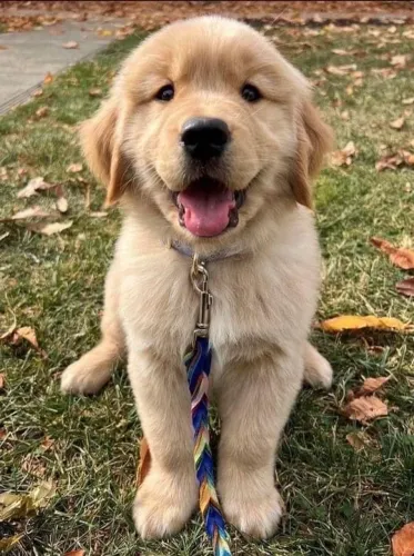 Golden Retriever - Alegria Em Cada Passo