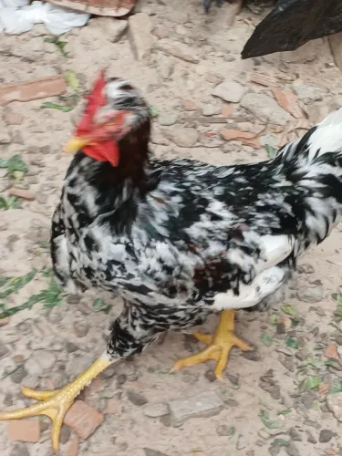 Galinha aves GSB BALÃO