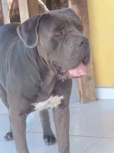 Animais estimação 