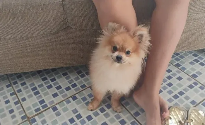 Lulu para cruza 
