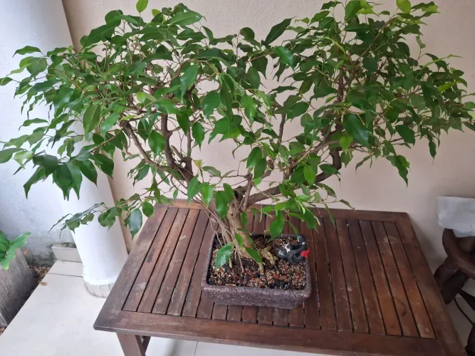 Pre-bonsai de Ficus Benjamim. 