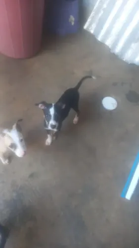 Adote um cãozinho ? 