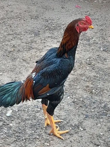 Galo índio 