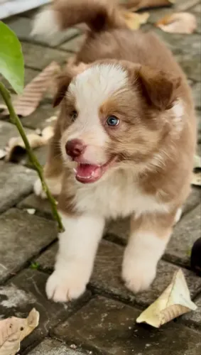 FILHOTE BORDER COLLIE PREMIUM