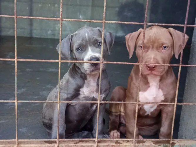 Filhotes de Pit Monster 