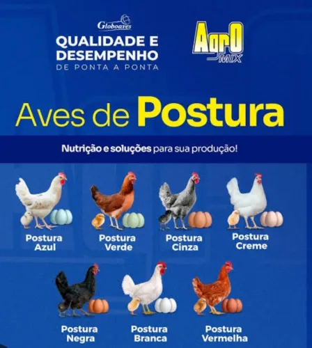 Pinto poedeira ovos coloridos