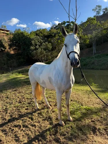 Cavalos