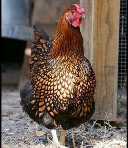 Ovos férteis GSB e Wyandotte