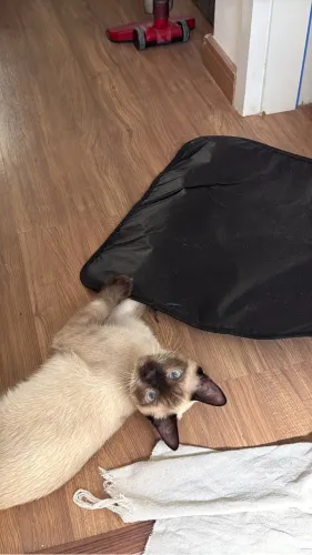 Gato Siamês 5 meses