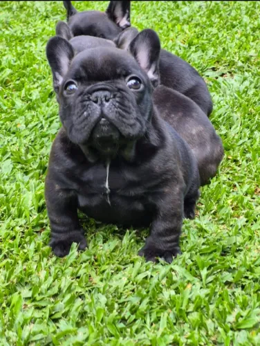 Bulldog francês 