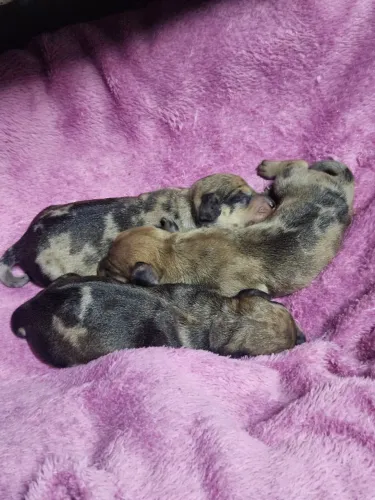 Dachshund mofados
