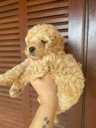Poodle Toy Red Exclusivo com Pedigree