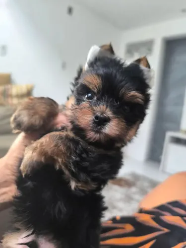 Cachorro yorkshire terrier