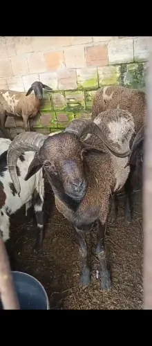 Ovinos e caprinos