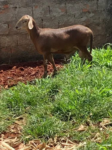 Carneiro de 1 ano