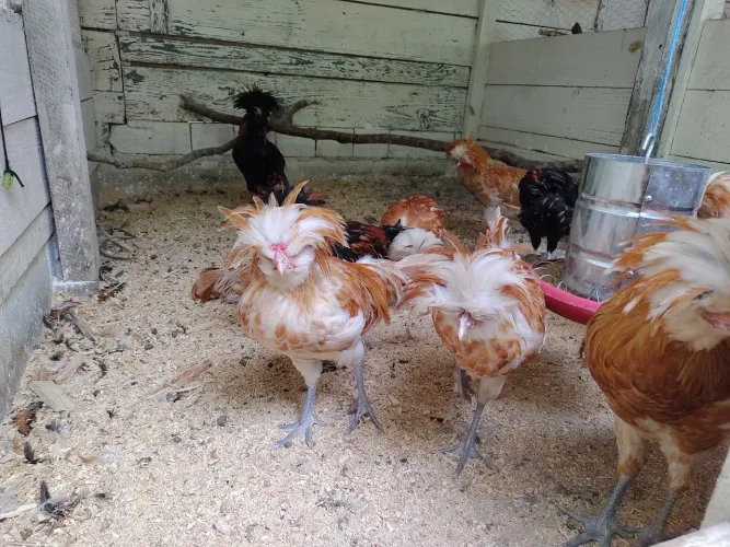 Galos jovens da raça Polonesa