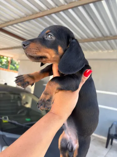 Basset - Dachshund legítimos