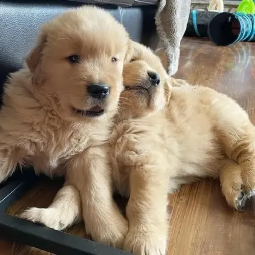 Filhotes de Golden Retriever | Um toque de ternura.