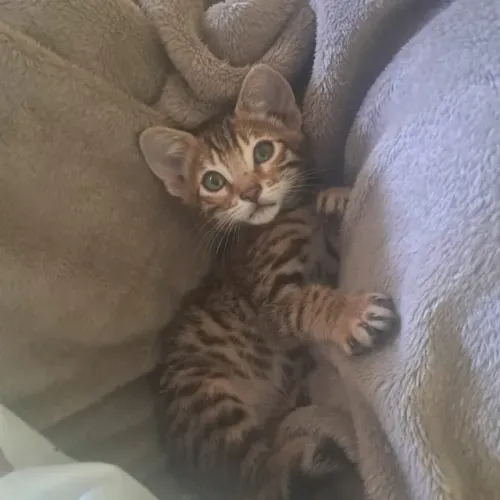 Gato Bengal Filhote