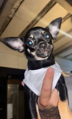 Cadela chihuahua de 4 meses