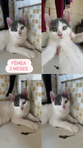 Gatos para adoção