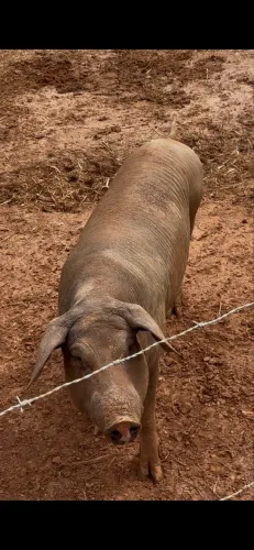 Porcas